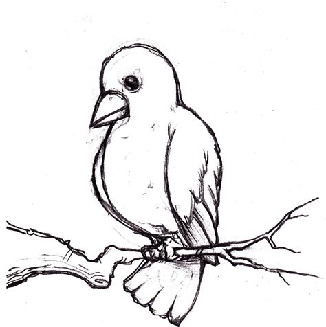 drawing pictures of birds free download